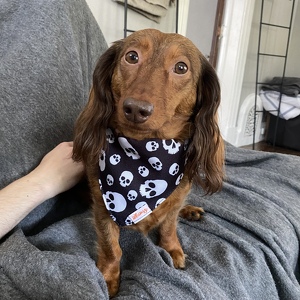 Fundraising Page: Skylar  Demarzio